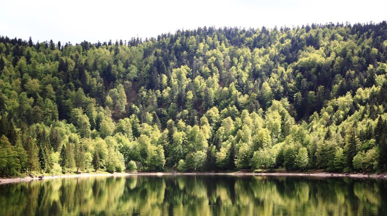 AUM_WORLD_FICHE_PRODUIT_BLOCK_DESCRIPTION_PLATEAU_AUVA_ECORESPONSABLE_FORET_VOSGES
